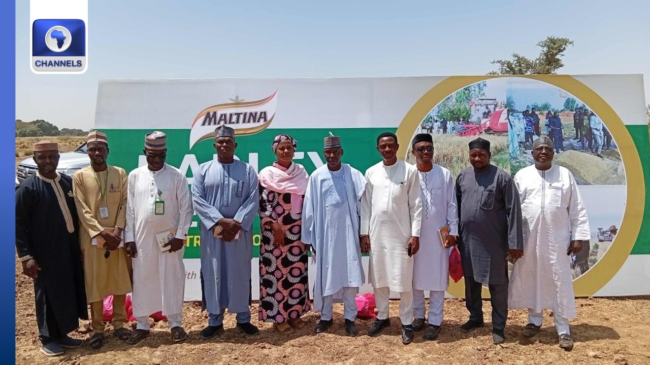 Maltina Launches Barley Project, Targets Cutting Nigeria's $150M Import Bill