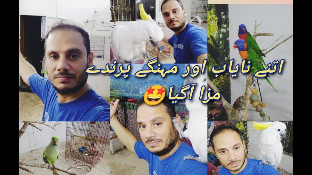 1 DIN KHOOBSURAT PARROT & COCKATO EXPENSIVE AND UNIQUE BIRDS KAYSAATH#viral #video@anikaumairsworld