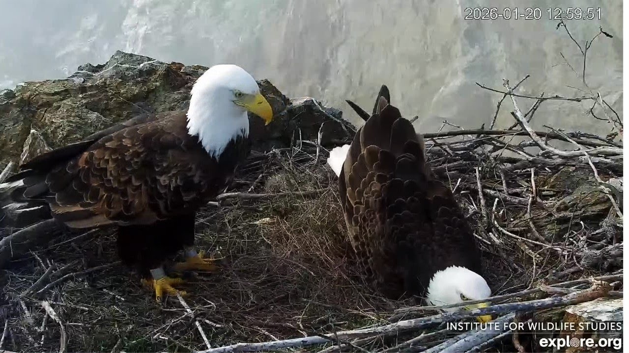 Two Harbors Eagles🦅Chase Wants Eggs🥚Tests Nest Bowl as Cholyn Watches ➕ Mating💞explore | 2026 Jan 20