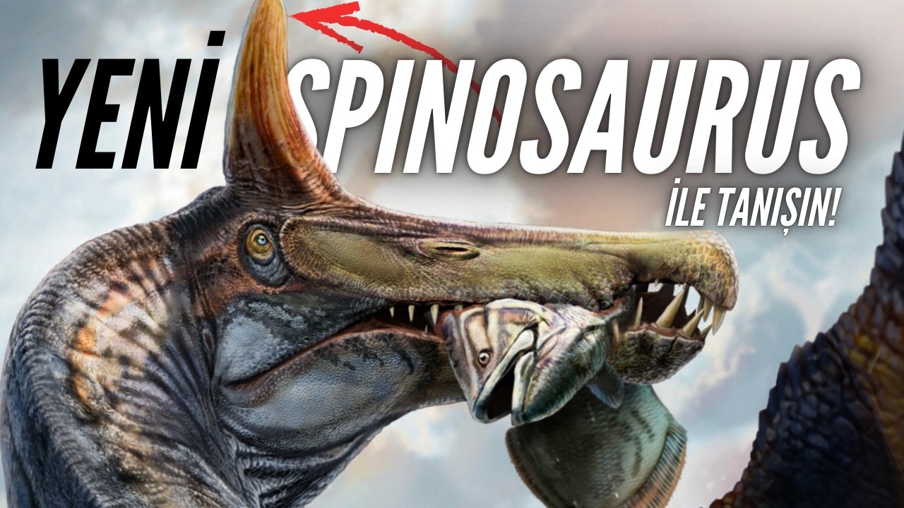 Yeni Spinosaurus ile Tanışın!