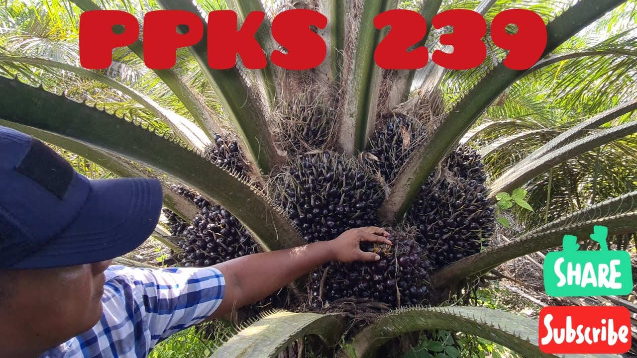 PPKS 239 || Sedaap juga lur😍🤭