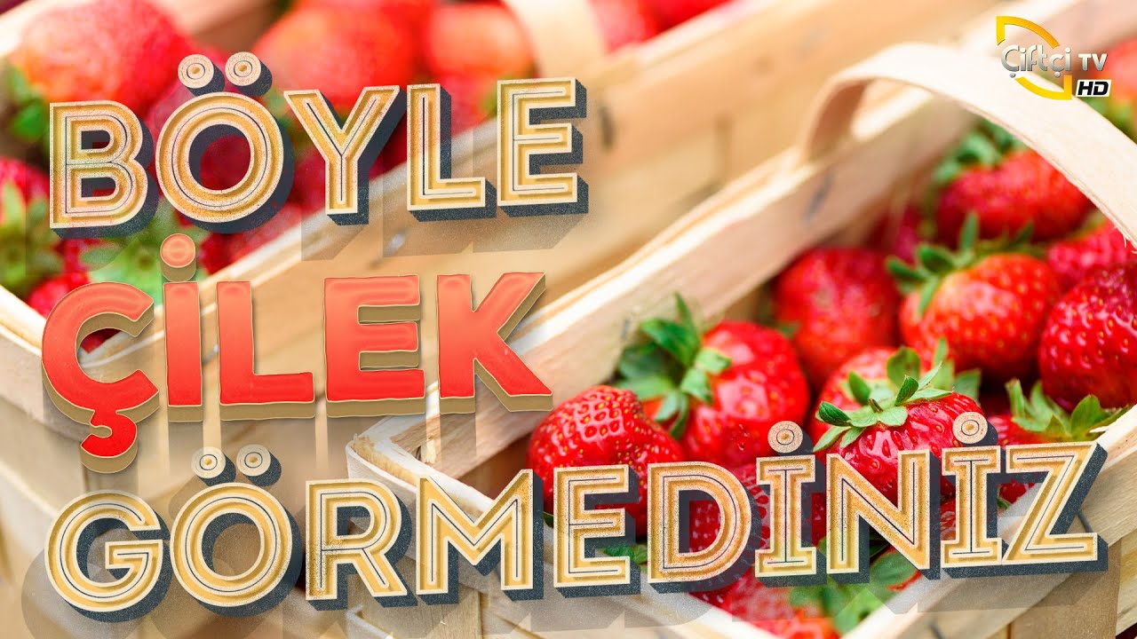 Çilek Üretimini Konuşuyoruz - BENİM MEMLEKET #çiftçi #tarım #hayvancılık