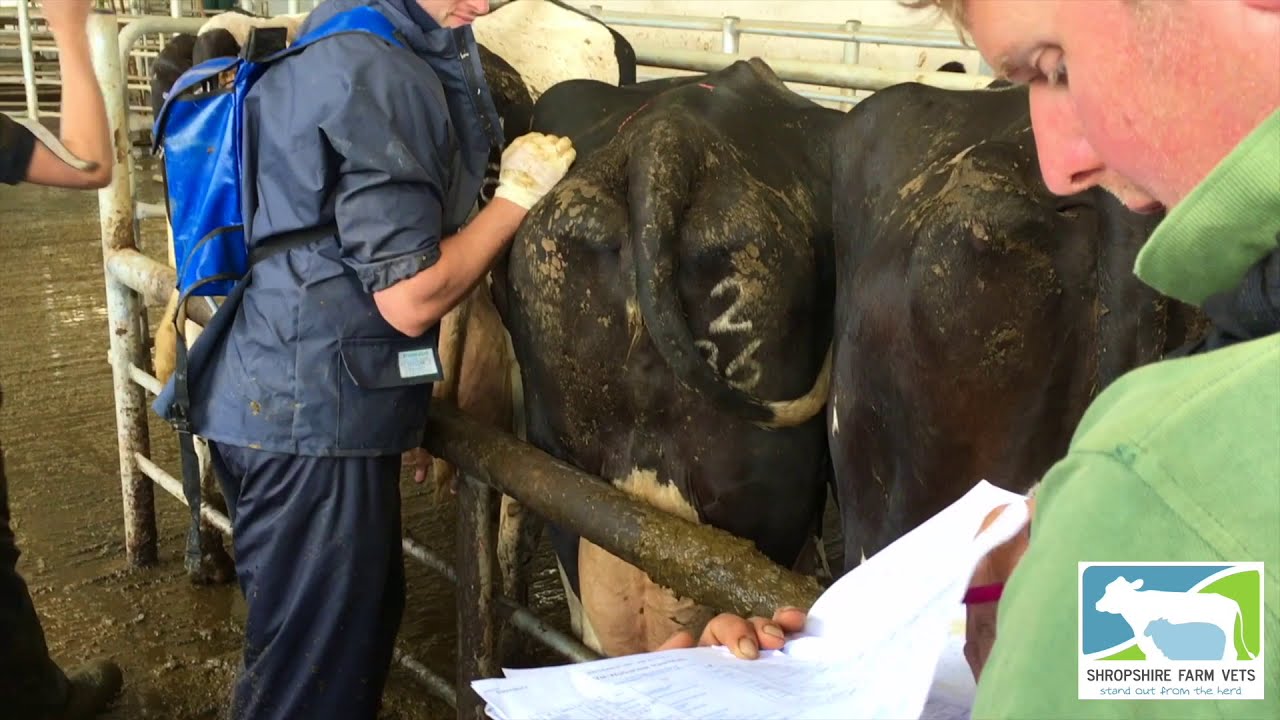 Dairy Cow fertility Visit | Shropshire Farm Vets