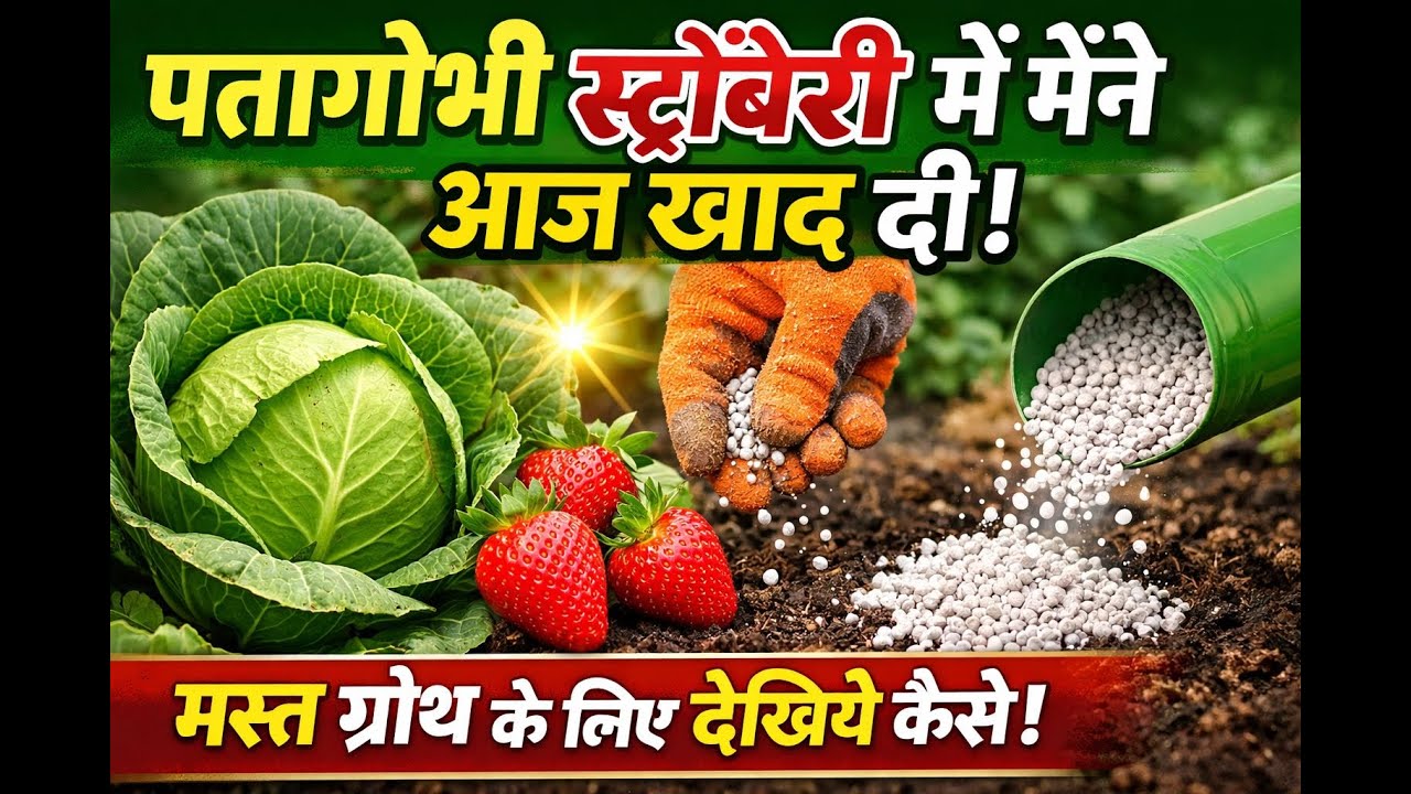 Pattagobhi 🌿 Strawberry 🍓 Me Aaj Khad Di | Fast Growth Ke Liye Best Fertilizer | Gardening Tips