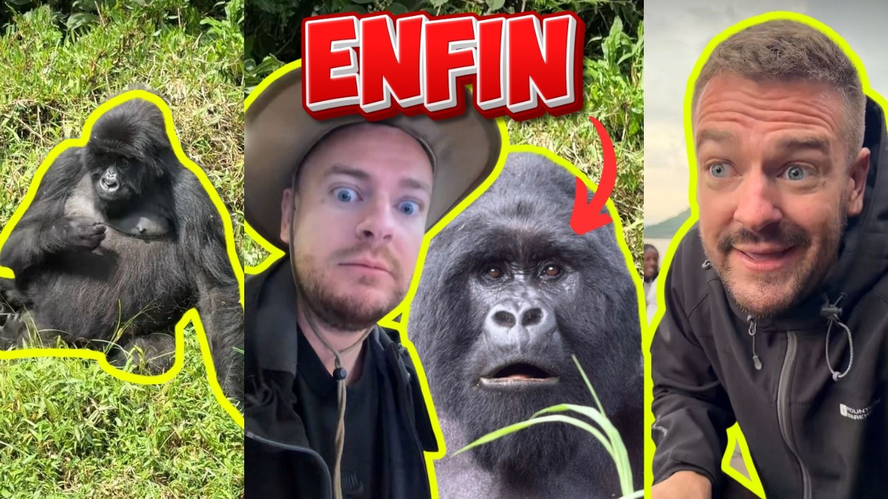 JEREMSTAR MON MARI VOIT ENFIN DES GORILLES!