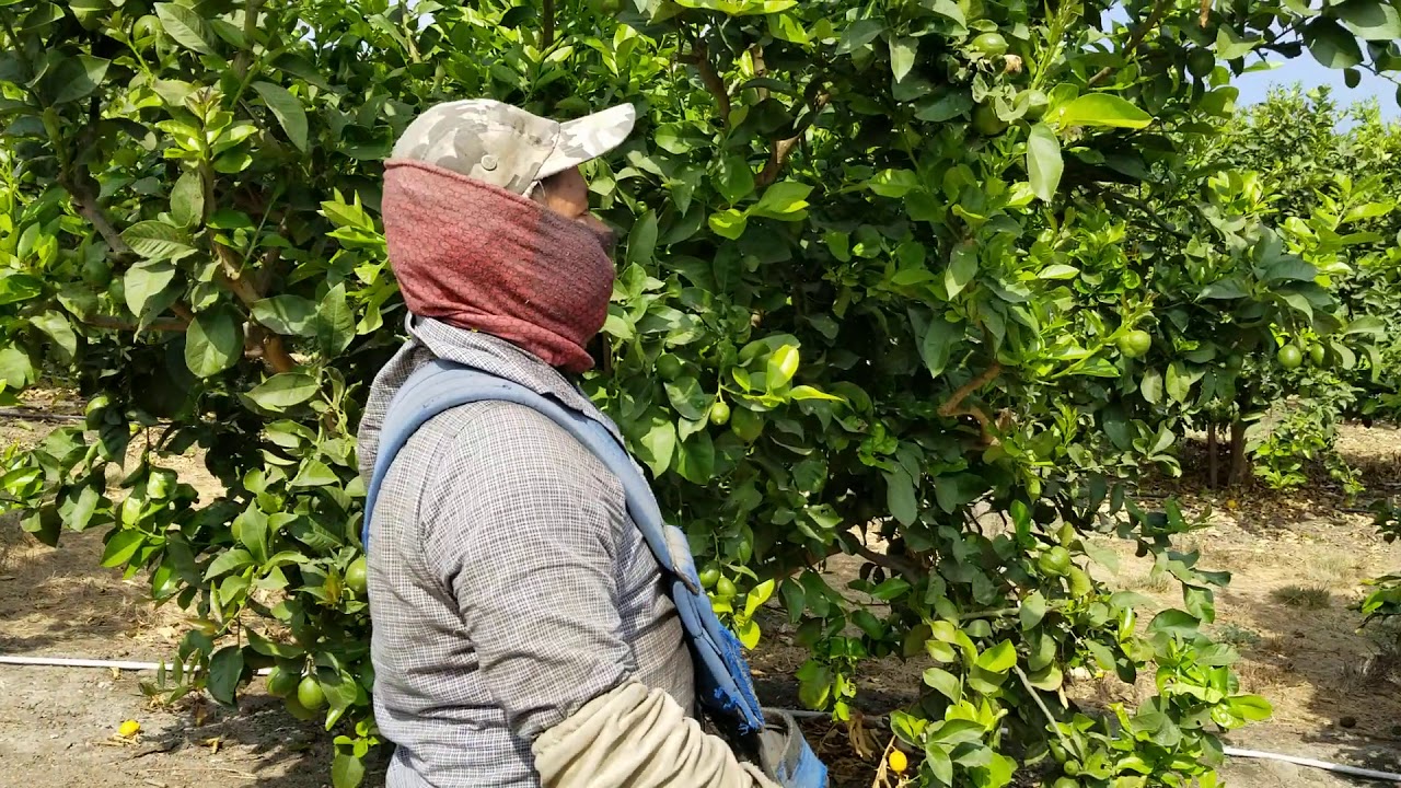 22 de octubre  2020 la última pisca de los limones