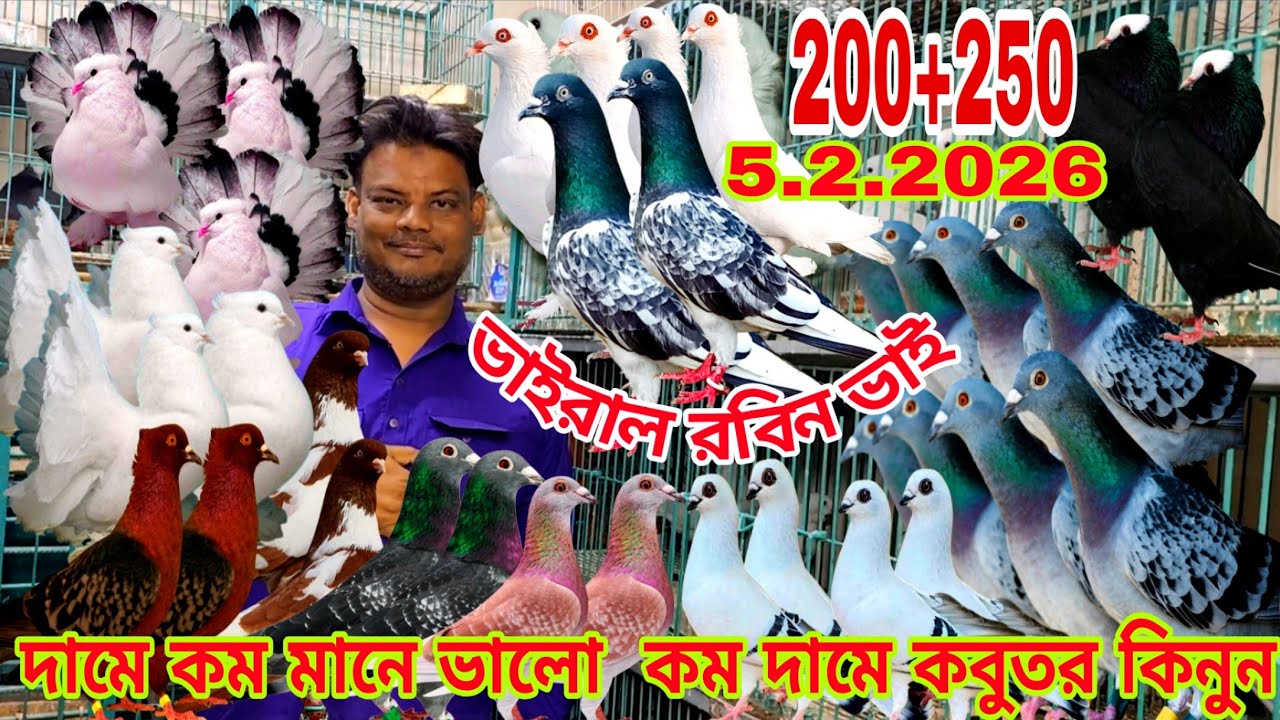 দামে কম মানে ভালো  কম দামে কবুতর কিনুন ।। ভাইরাল রবিন ভাই ৫।২।২০২৬