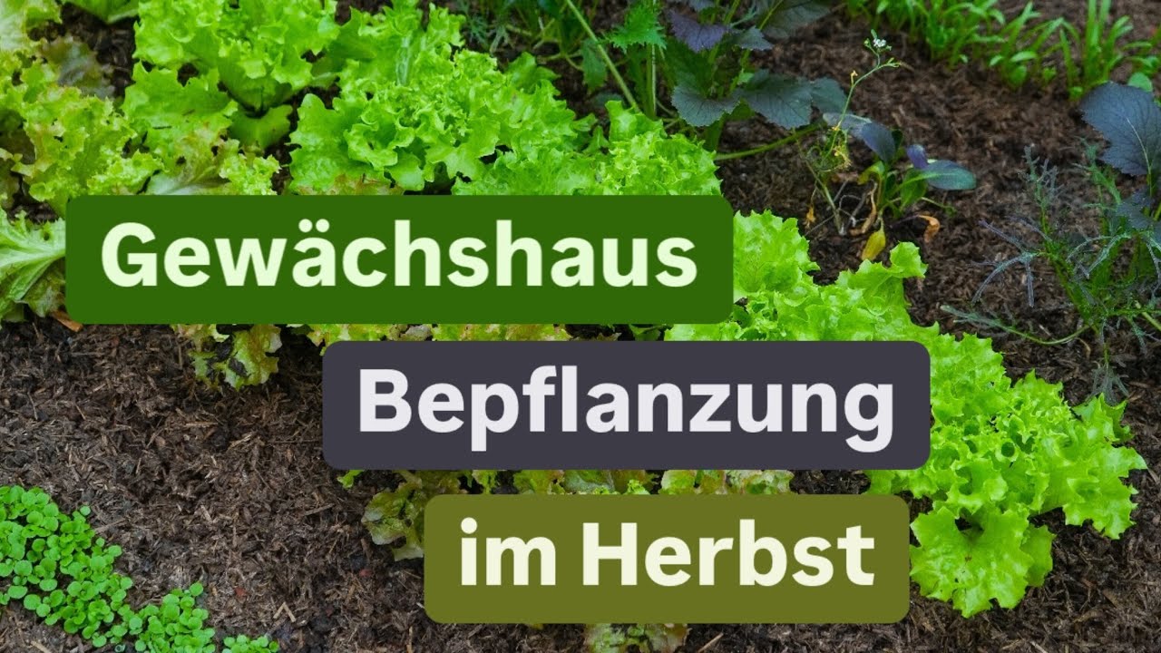 Das Gew&auml;chshaus im Herbst 🍂 Beetbepflanzung 🍂 Pflanzideen f&uuml;r den Herbst 🍂