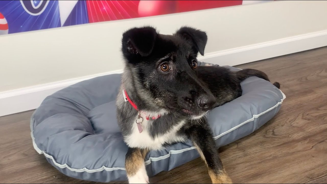 Welcome Home Tiny Tammy - Crippled Dog Saved by Paws of War
