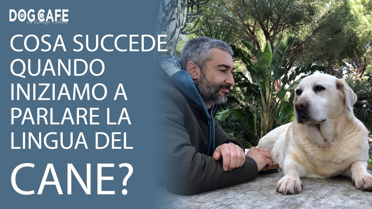 Cosa succede dopo che iniziamo a parlare la lingua del cane