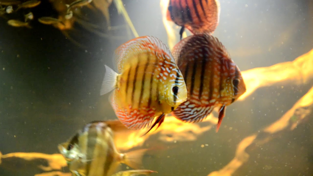 Biotop aquarium of the Amazon from DisсusKiev 1000L. Биотопный аквариум Диску Киев