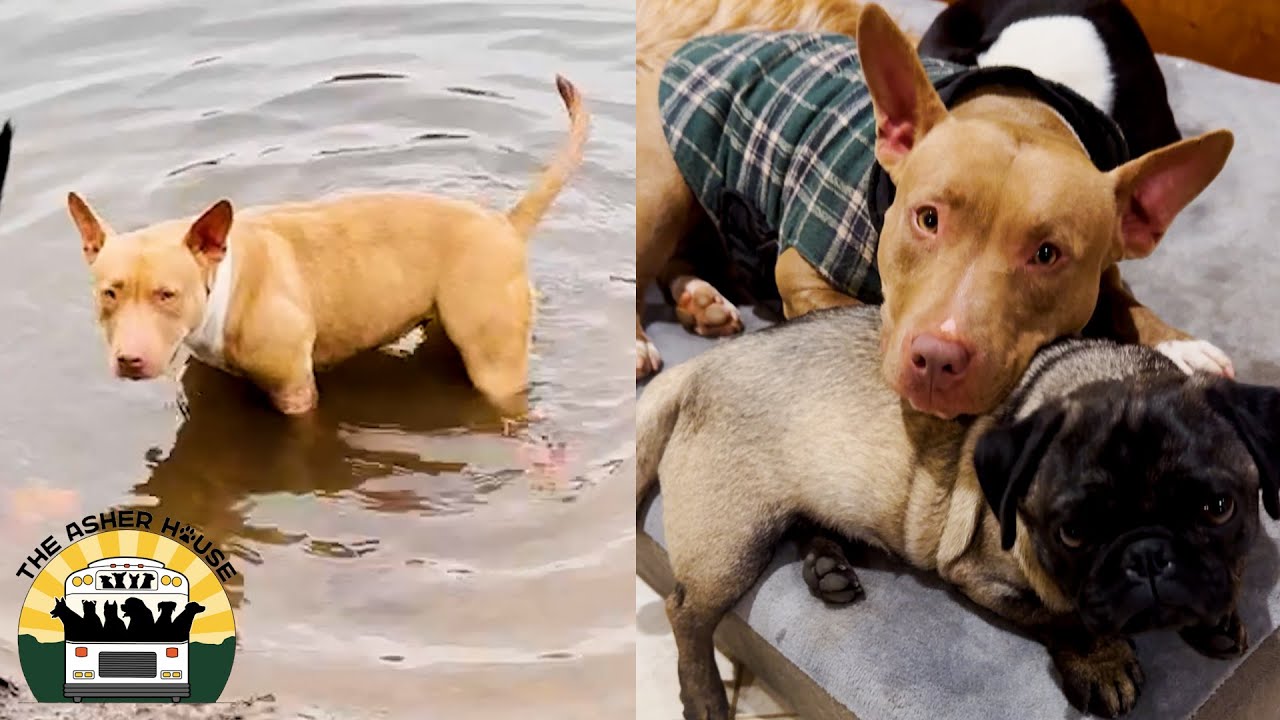 Matilda did a polar plunge and then cuddled up with Patrick | The Asher House
