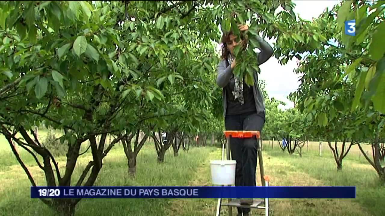 Magazine du Pays basque : la cerise d'Itxassou