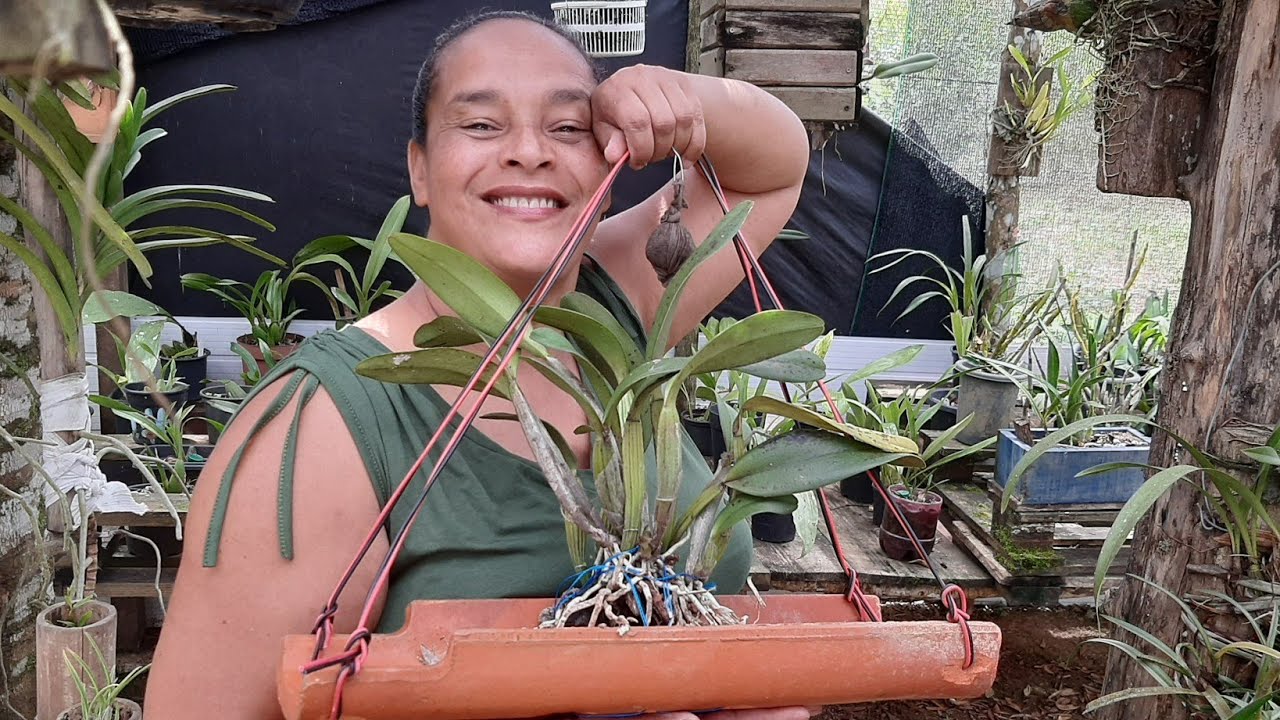 Como plantar cattleya na telha com toda simplicidade