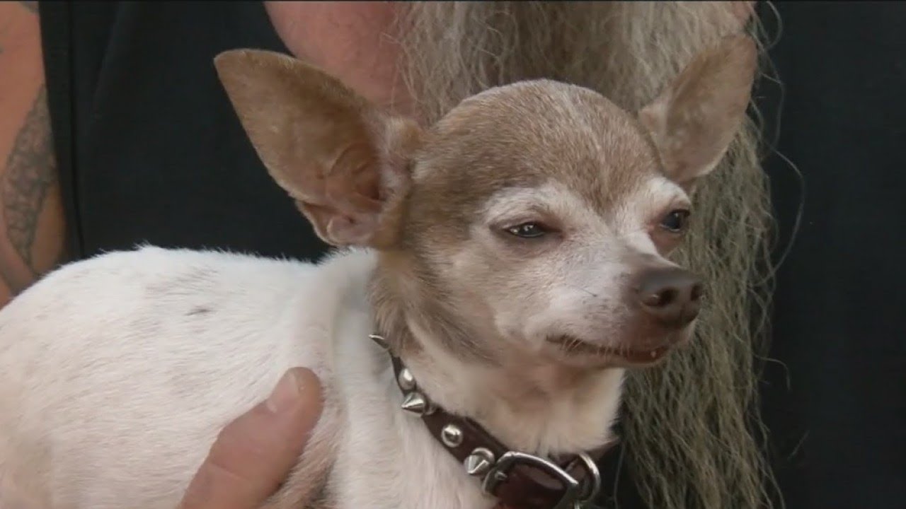 Chihuahua takes on coyote