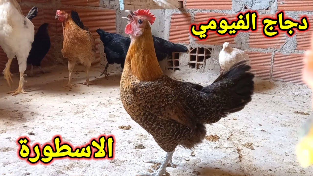 مقارنة بين الدجاج الفيومي والدجاج العربي البلدي من الافضل شاهد واحكم بنفسك.
