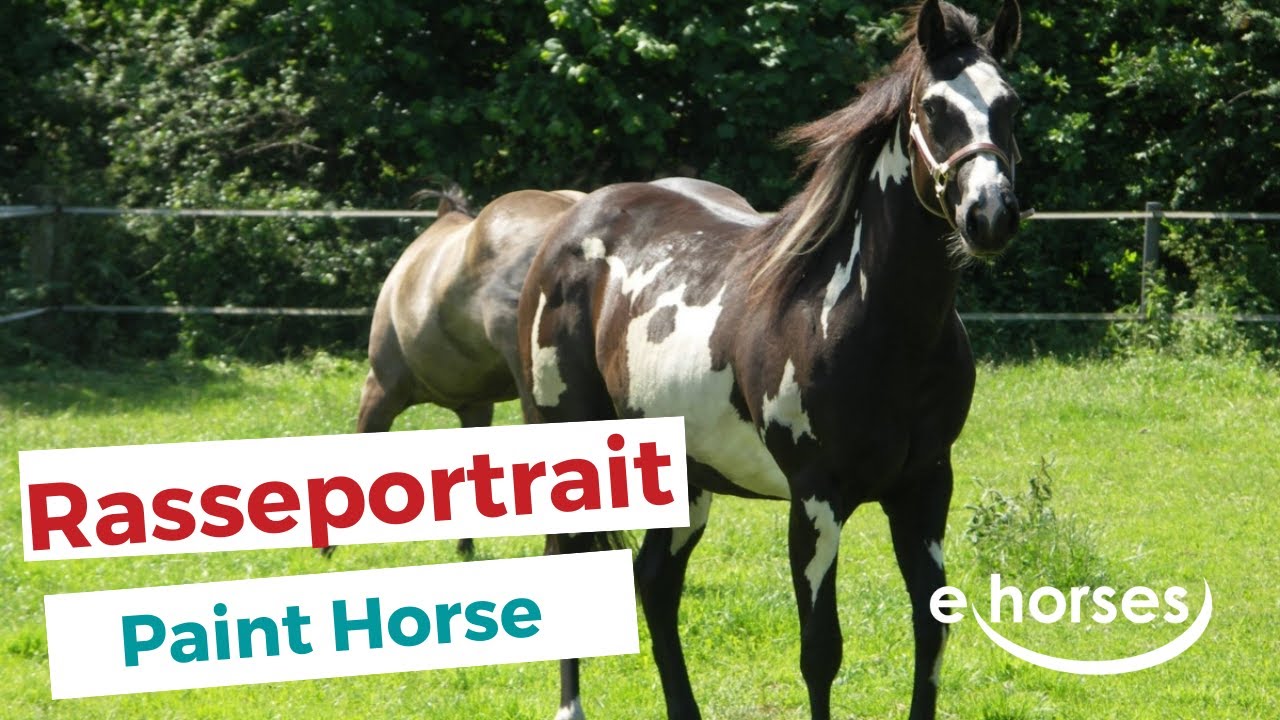 Das Paint Horse im Rasseportrait