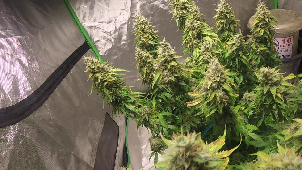 Destiny grow system 4 plant 5 step grow system