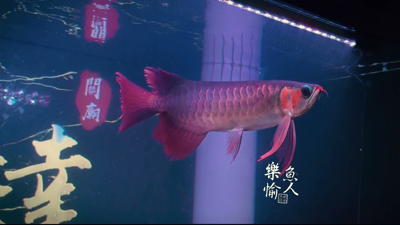 TRACY特瑞斯殺手 鳳凰-血龍看這條魚在每個動作上 都非常的漂亮，並且有著浮誇的七大鰭。 #TRACY特瑞斯鳳凰殺手F3#樂魚愉人水族台南龍魚專賣 #tracy特瑞斯 #樂魚愉人水族 #紅龍魚