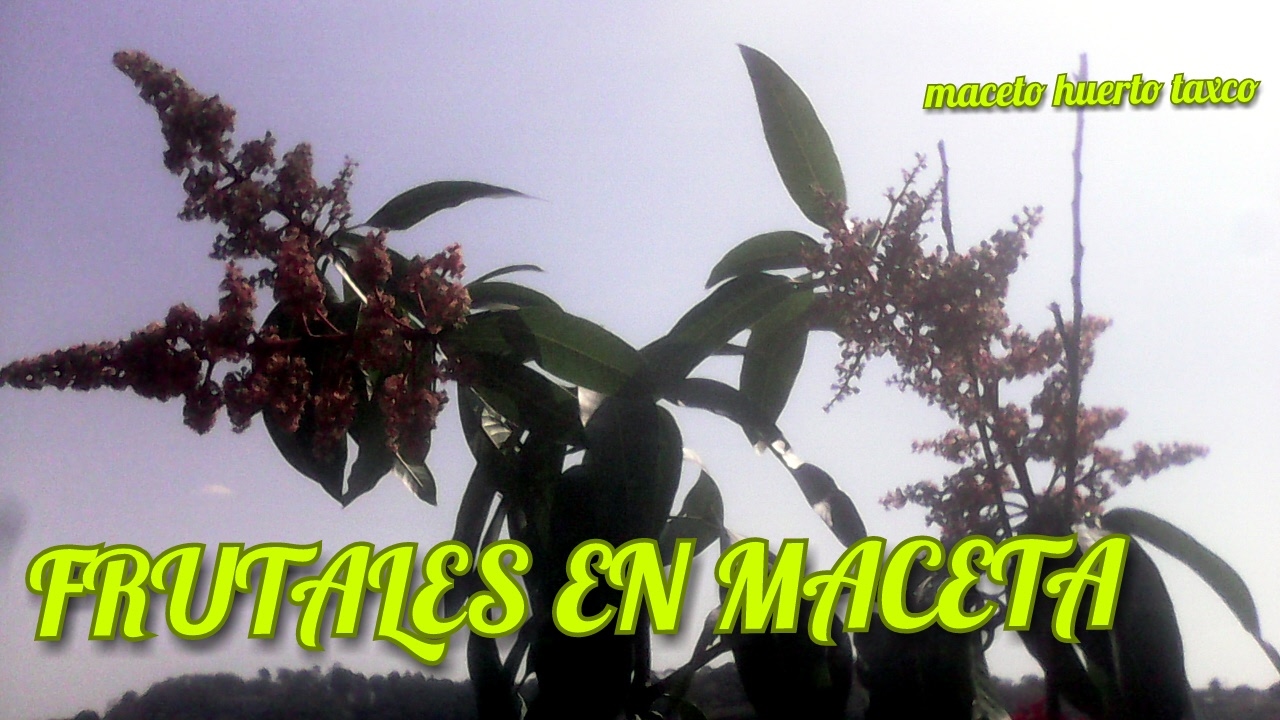 ARBOLES FRUTALES EN MACETA - el huerto en mi terraza - MACETO HUERTO