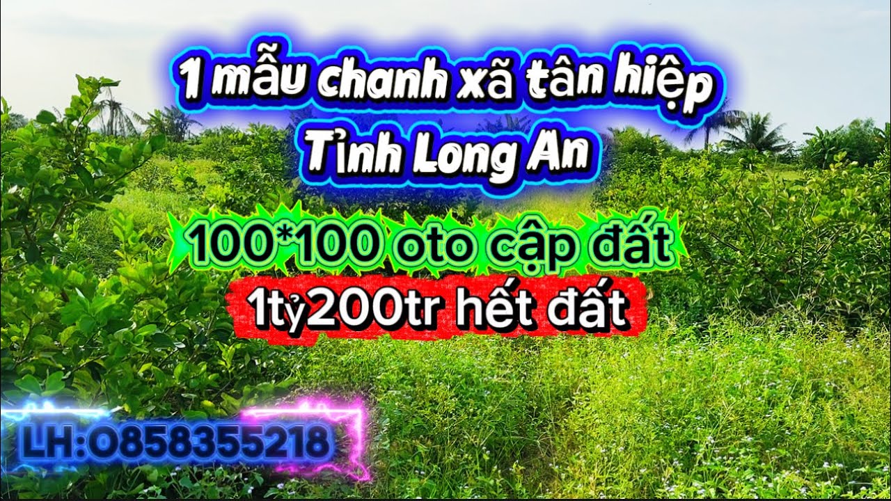 1 mẫu xã Tân hiệp tinh Long an 100*100 đang trồng chanh 120tr cho 1000m2 lh0858355218