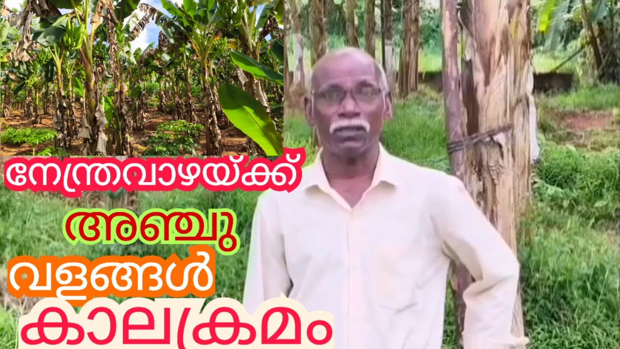 നേന്ത്രവാഴകൾ വേഗം കുലച്ച് വലിയ കുലകൾ വളപ്രയോഗത്തിലെ മാറ്റം|banana krishi malayalam |vazha Kerala 