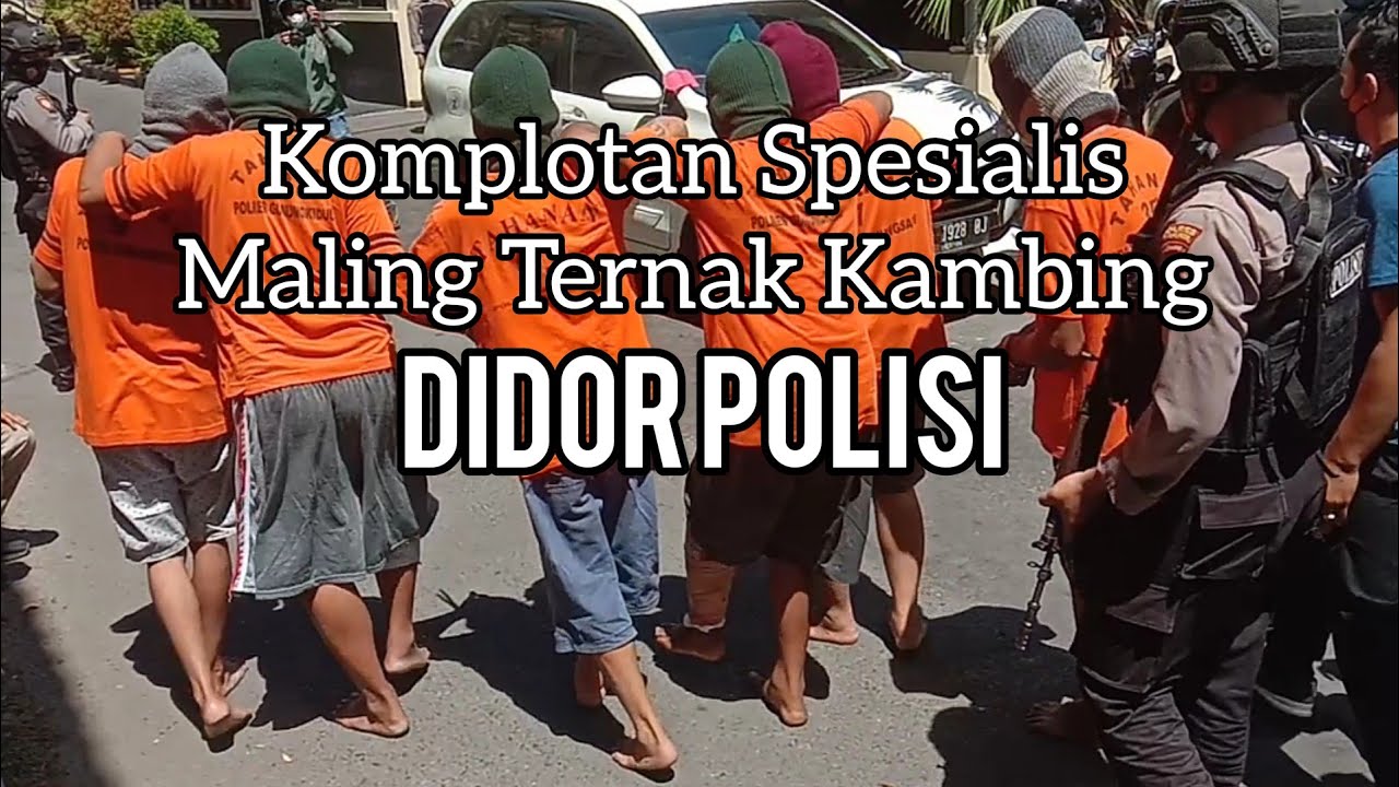 KOMPLOTAN MALING SPESIALIS TERNAK KAMBING DIDOR POLISI @kupassofficial669