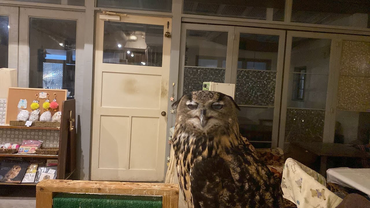 ふくろうママのフクロウライブ