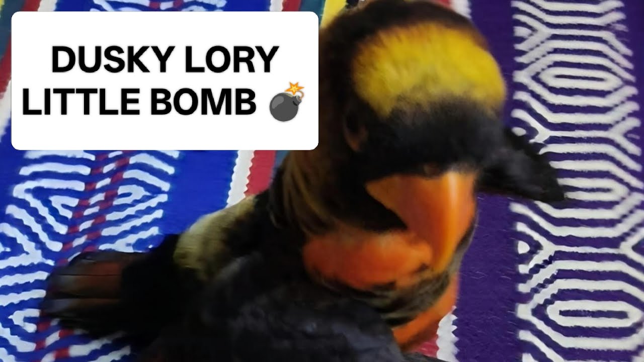 LITTLE BOMB 💣 DUSKY LORY PLAYFUL BIRD.