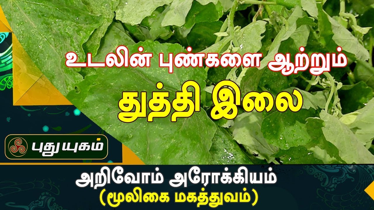 மூலத்தினால் உண்டாகும் வீக்கத்தை போக்கும் துத்தி இலை | அறிவோம் ஆரோக்கியம் | 18/09/2017
