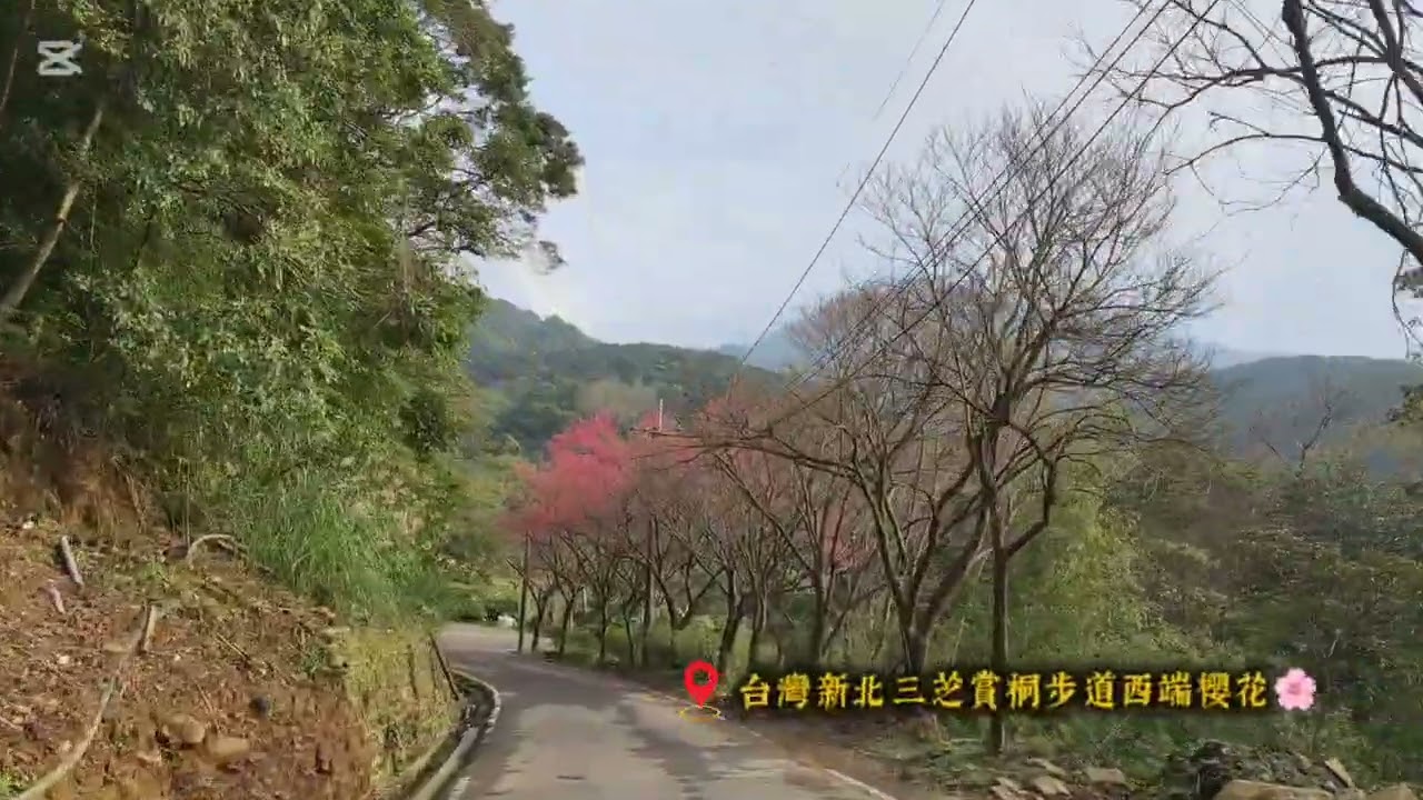 台灣美景之「新北三芝賞桐步道西端櫻花」輕快悠閒音樂欣賞