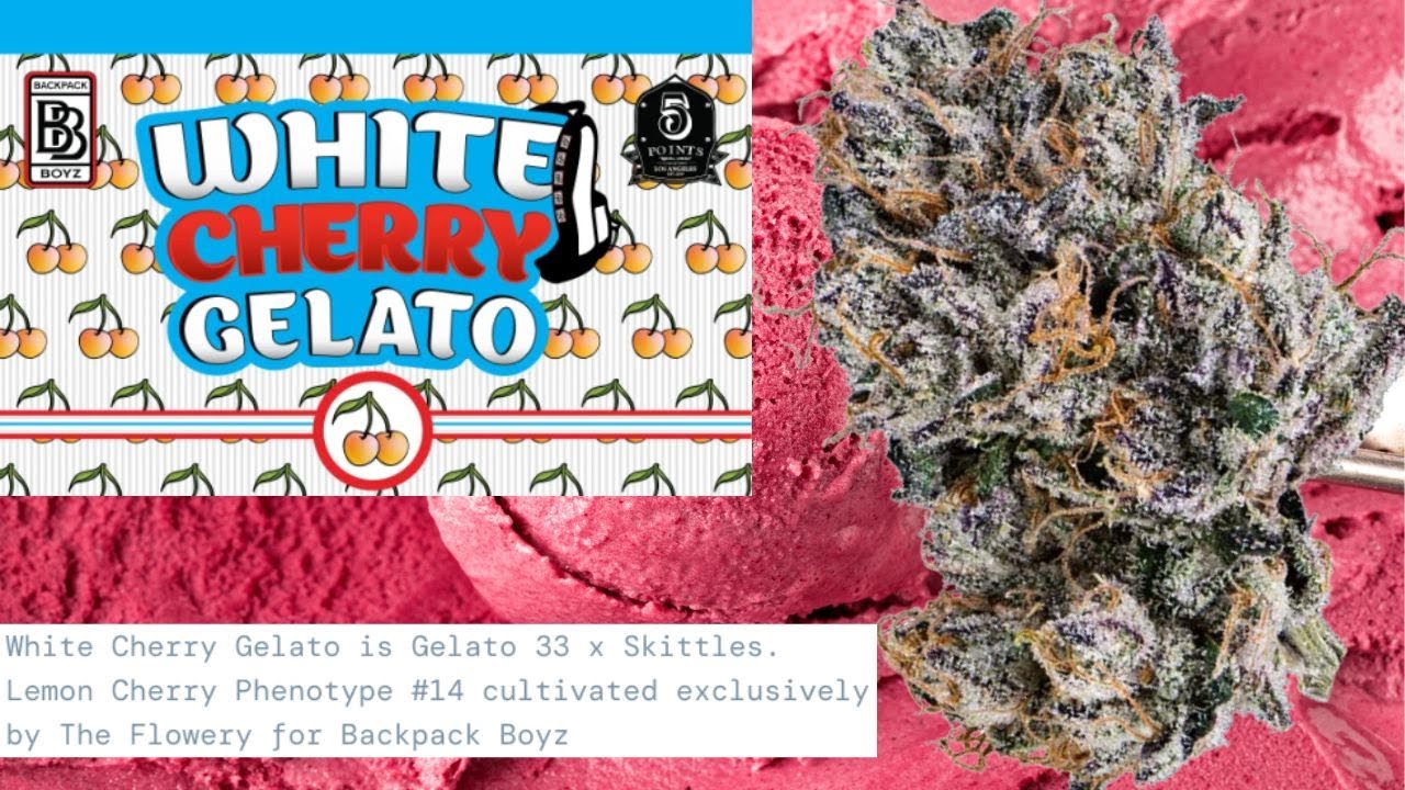 BACKPACKBOYZ in FLORIDA - White Cherry Gelato STRAIN REVIEW