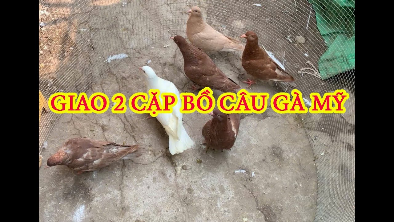 GỬI 2 CẶP BỒ CÂU GÀ MỸ CHO ANH KHÁCH CẨM PHẢ QUẢNG NINH