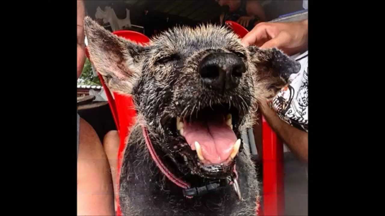 Dominic: Best Friend and Soi Dog Ambassadog