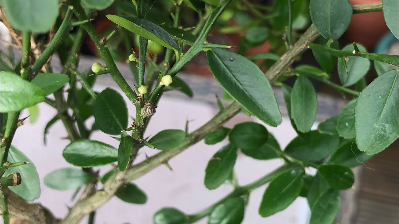 My only remaining finger lime ( caviar lime ), post Winter update and signs of flower buds !