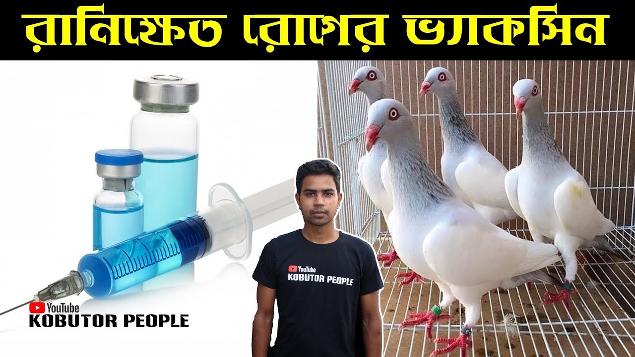কবুতরের রানীক্ষেত রোগের ভ্যাকসিন বা টিকা দেয়ার নিয়ম | Pigeon Vaccine In Bangladesh | Kobutor Palon