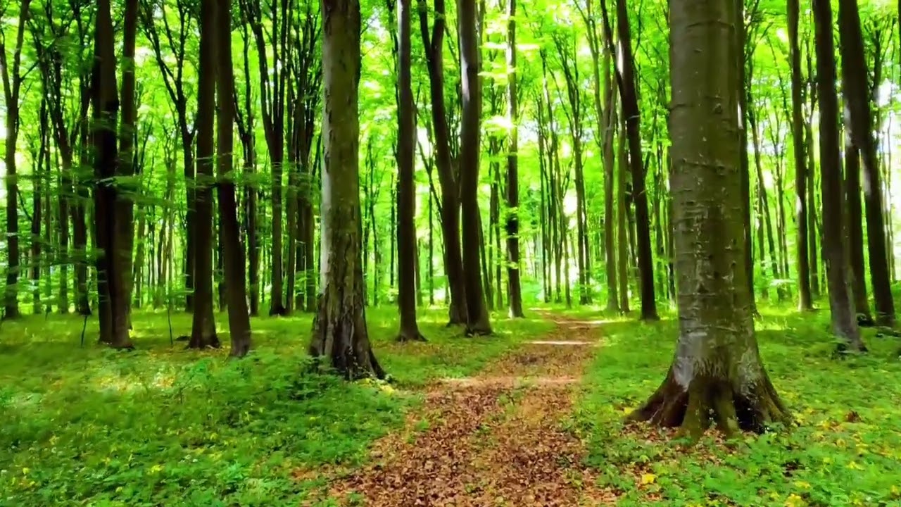 WALKING ON DRY LEAVES THROUGH THE FOREST , RELAXING LEAF  CRUNCH  SOUND