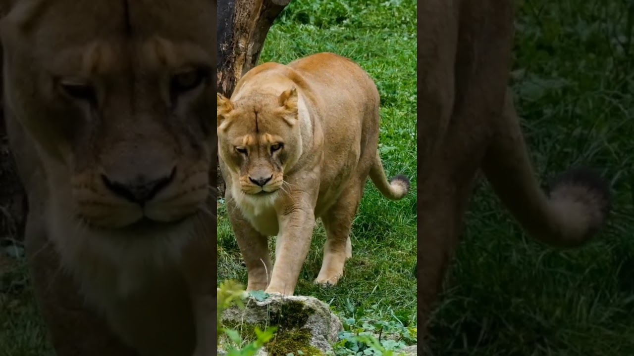 Safari lion # 