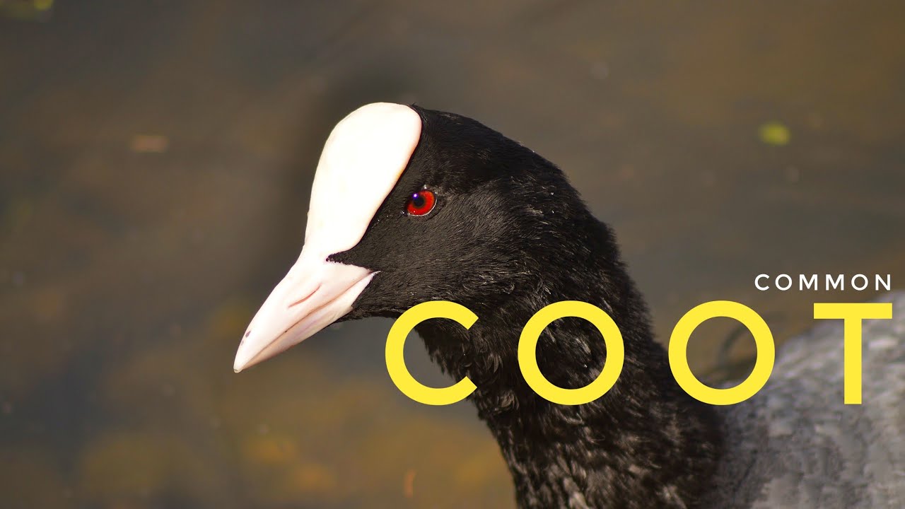 Eurasian Coot known as Common Coot | Birdwatching Video