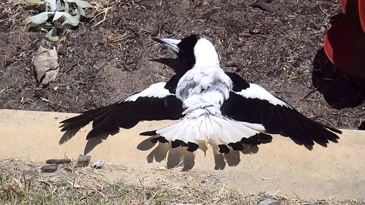 Funny Magpies