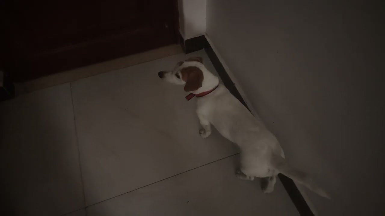 #jackrussellterrier Nala got crazy at home! #pets #dogshorts #doglife #livinginchina #qingyuan 