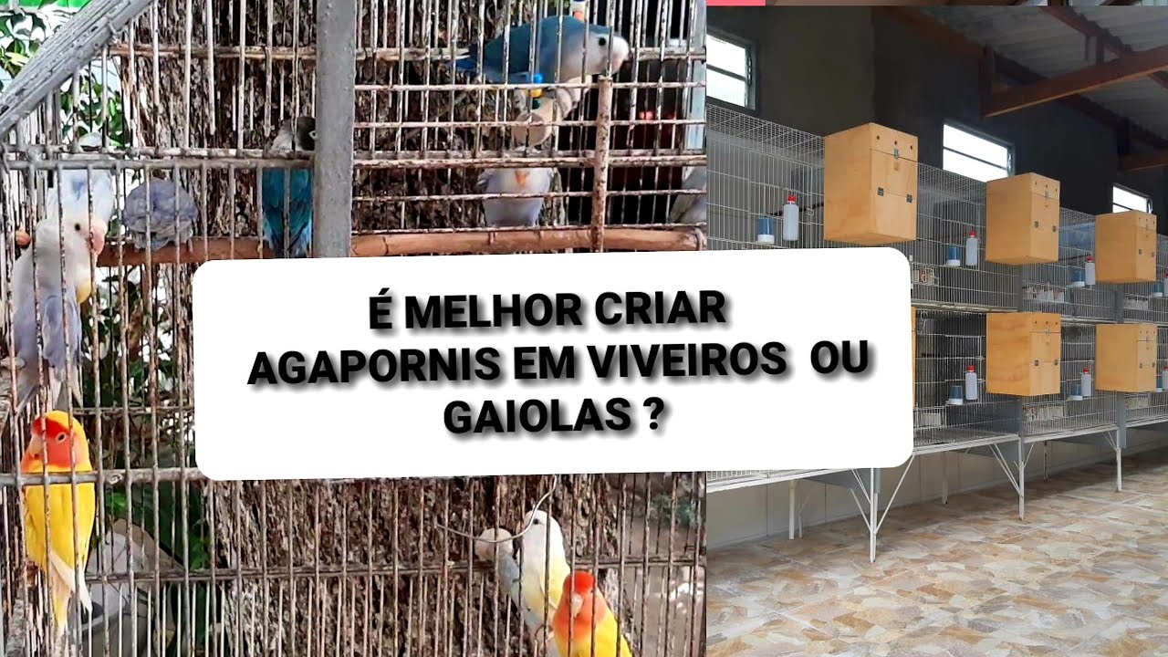 Para criar agapornis é melhor em gaiolas ou viveiros?