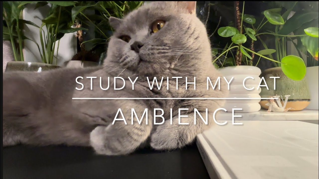  🐈‍⬛ Study with my cat while he is looking after you 