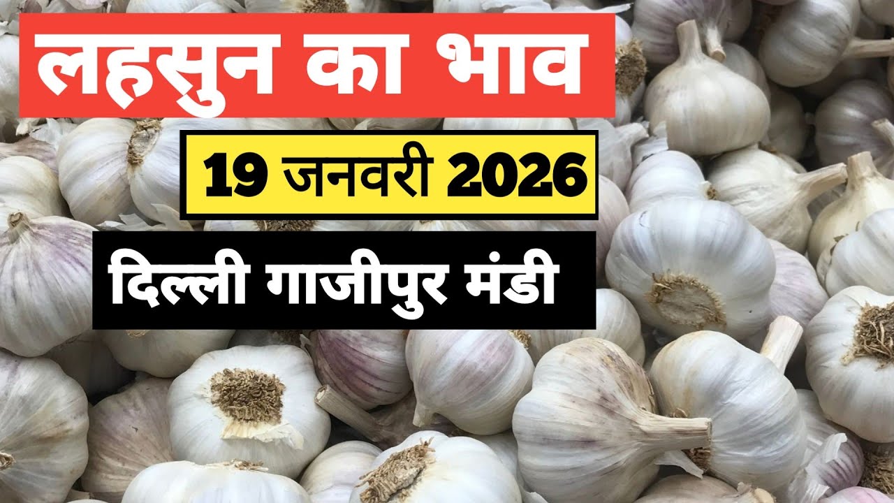 19 January 2026🧄लहसुन का भाव दिल्ली गाजीपुर   मंडी | toady garlic rates #garlic #lehsun #lehsunbhav 