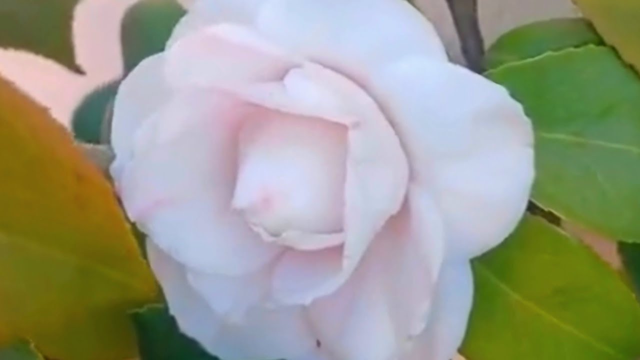 Camellia Flowers In March #youtuber #youtubevideo #nature #plants #flowers #aesthetic #subscribe