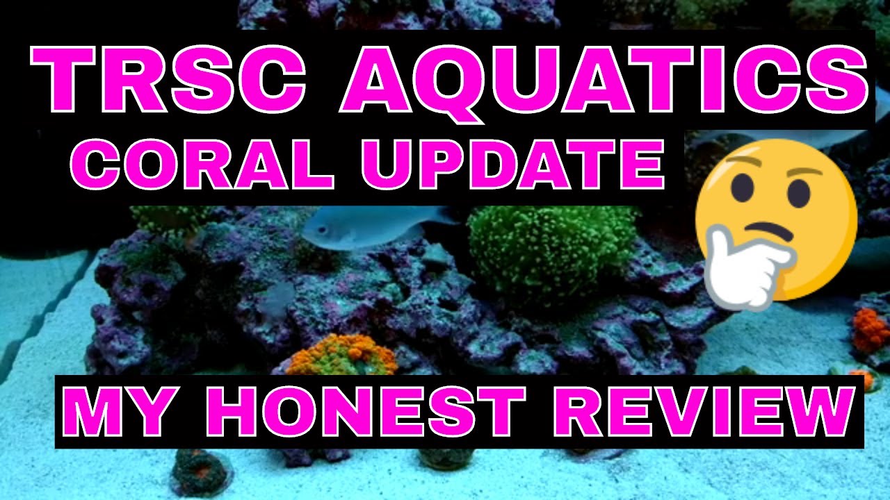 TRSC Aquatics - My Honest Review - Coral Update