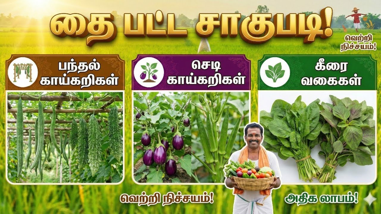 🍅 ​தை பட்டத்தில் இந்த 3 பயிர்களை பயிரிட்டால் லாபம் நிச்சயம் | Thai Pattam Vegetable Cultivation #yt
