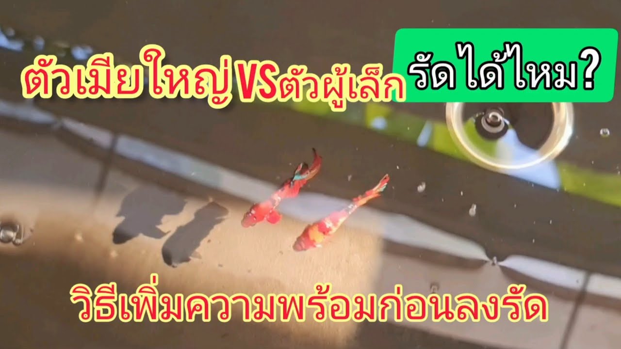 ปลากัดตัวเมียใหญ่กว่าตัวผู้จะรัดกันได้ไหม? คลิปนี้มีคำตอบ ,วิธีเร่งความพร้อมปลากัด