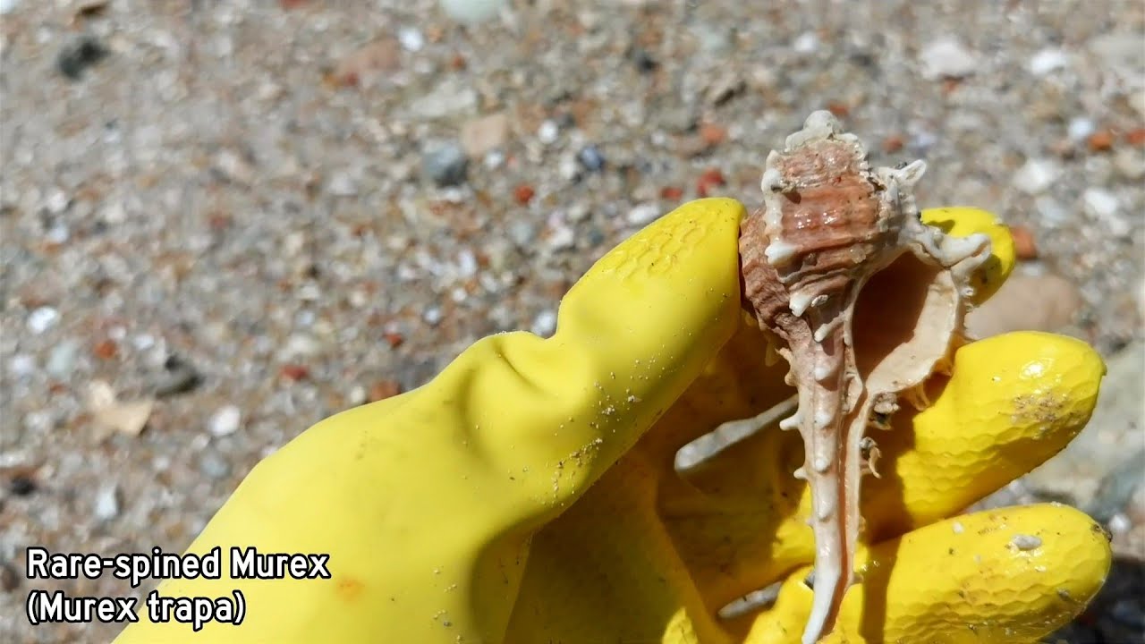 Shelling Episode 7 | My First Angaria Delphinus • Finding Seashells
