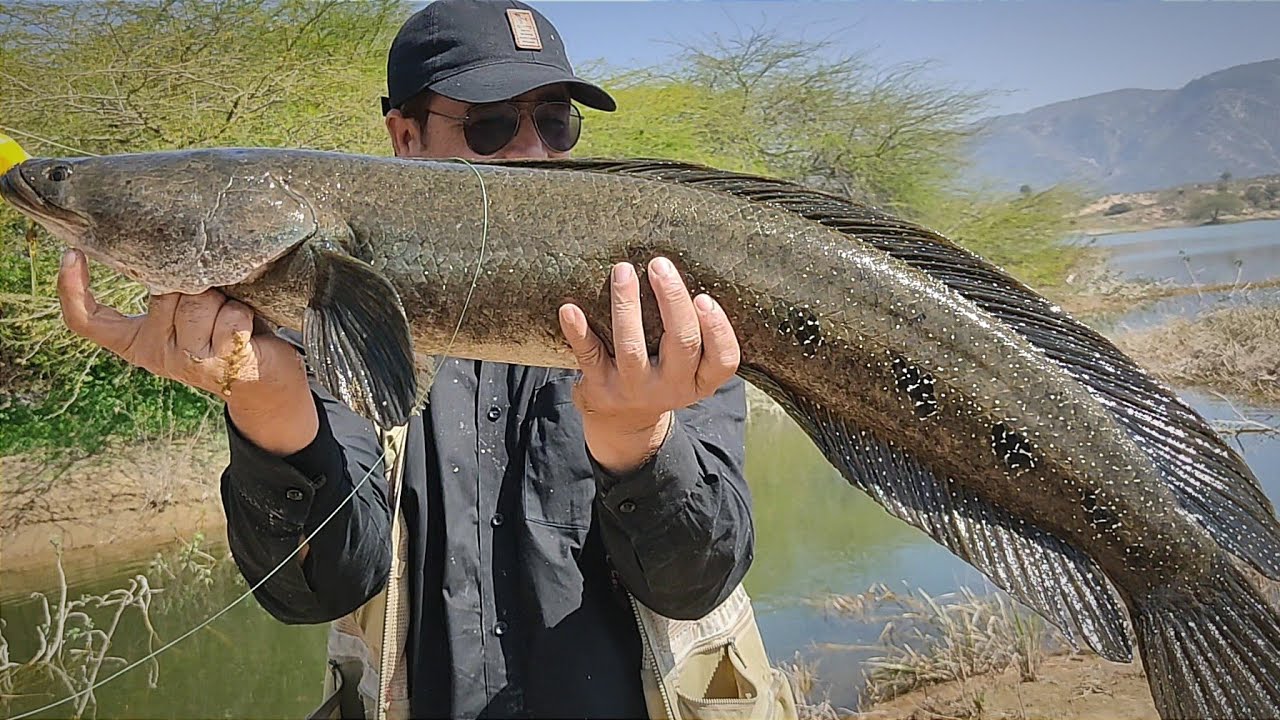 Big snakehead fishing || amazing fishing trip || murrel fishing || nero frog fishing